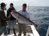 amberjack-offshore-charter-fishing-clearwater-florida