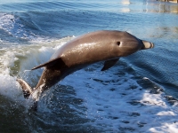 atlantic-bottlenose-dolphin