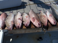 deep-sea-charter-fishing-florida-2012-2