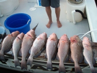 fishtaxi-charters-florida-2012