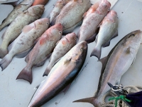 fishtaxi-fishing-charters-florida-2012-11