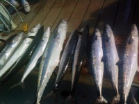 kingfish-charter-fishing-gulf-of-mexico-2012